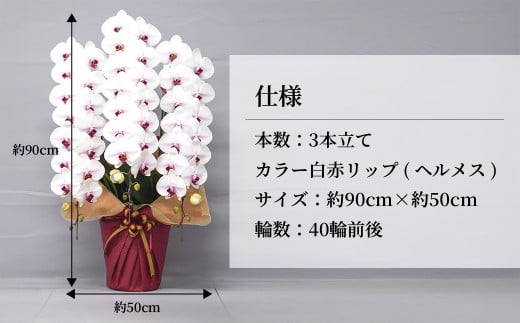 胡蝶蘭 白色赤リップ ヘルメス 大輪 3本立て | 花 お花 大輪胡蝶蘭 こちょうらん コチョウラン 蘭 洋蘭 花 贈答 開店祝い ギフト 贈り物 プレゼント 御祝 お祝い 開業祝い 新築祝い 引越し