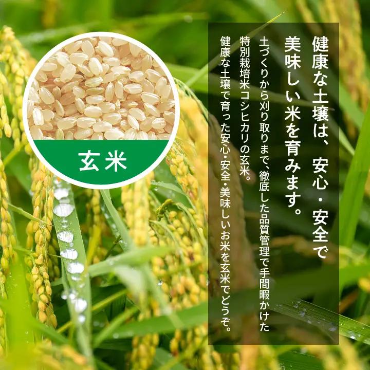 令和7年産 コシヒカリ玄米5kg【ADATARAふぁーむ】