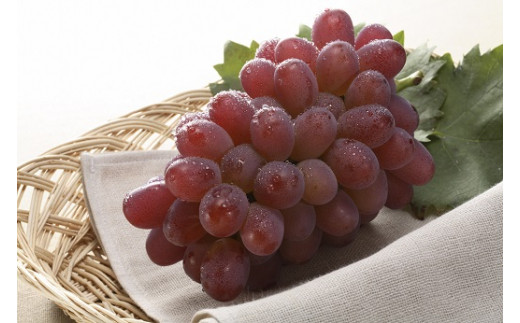 環-14【先行予約】岡山県産　冬ぶどう「紫苑」　1房（約700g）