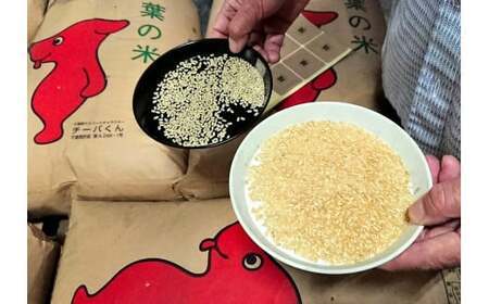 新米 令和7年産 ふさこがね10kg(5kg×2)美味しいお米【お米マイスター厳選】