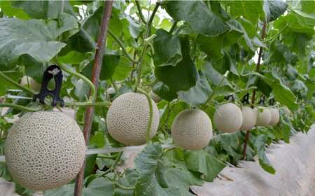 【先行予約】アールスメロン 約1.7kg～1.9kg （3Lサイズ1玉入り）【鹿本農業協同組合】[ZAG004]