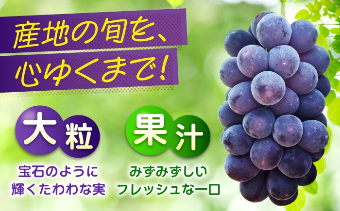 食べやすい種無しピオーネ 果物 ぶどう ブドウ 葡萄 ピオーネ 大粒 2kg 
