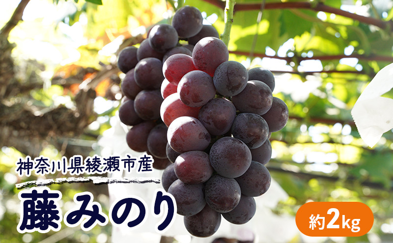 
                  大玉 高級品種ぶどう 藤みのり 約2kg ぶどう 藤稔 神奈川県 綾瀬市産 果物 フルーツ 最高級 品質 甘い 産地直送 果汁 贈り物 ギフト
                