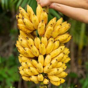 【発送月固定定期便】国頭村アドバンス・ファーム直送!モチモチ食感のアップルバナナ定期便全3回【4074982】