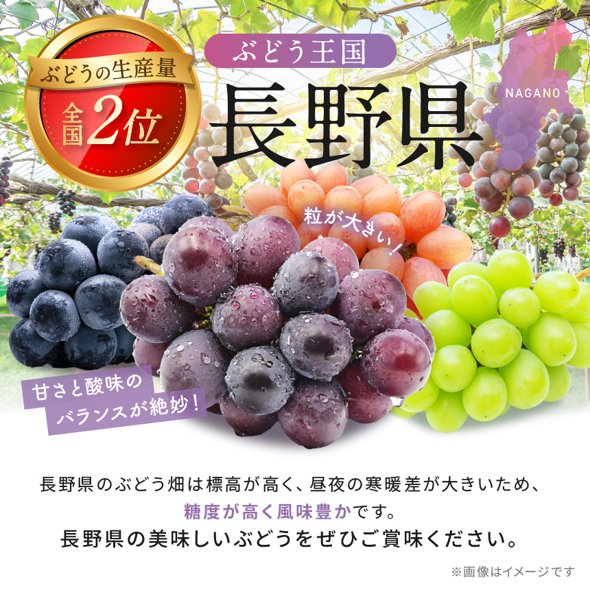 葡萄 伊那市産 ぶどう ピオーネ 約1kg 2026年産 先行予約 | ピオーネ フルーツ 伊那市産 種無 南アルプス 信州 甘い ぶどう 葡萄 甘い 長野県 伊那市 ふるさと納税【011-98】