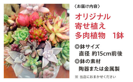 多肉植物 オリジナル寄せ植え 植物 多肉植物 寄せ植え インテリア 三次市/園芸王国パスタイム[APCJ005]