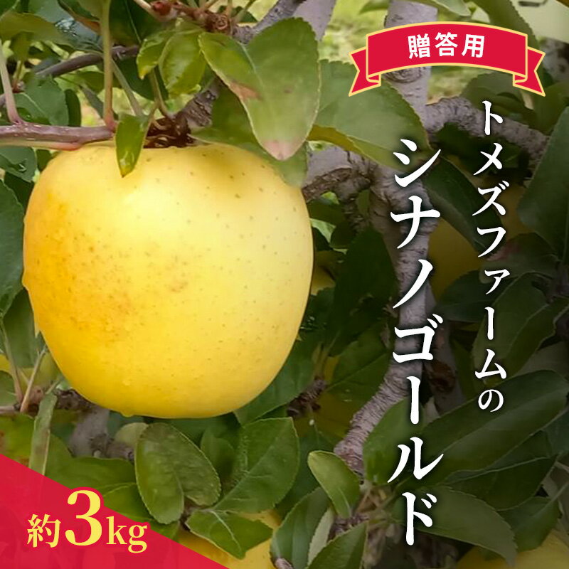 【ふるさと納税】シナノゴールド（贈答用） 約3kg（8玉〜12玉入り）トメズファーム　りんご　長野　果物　フルーツ