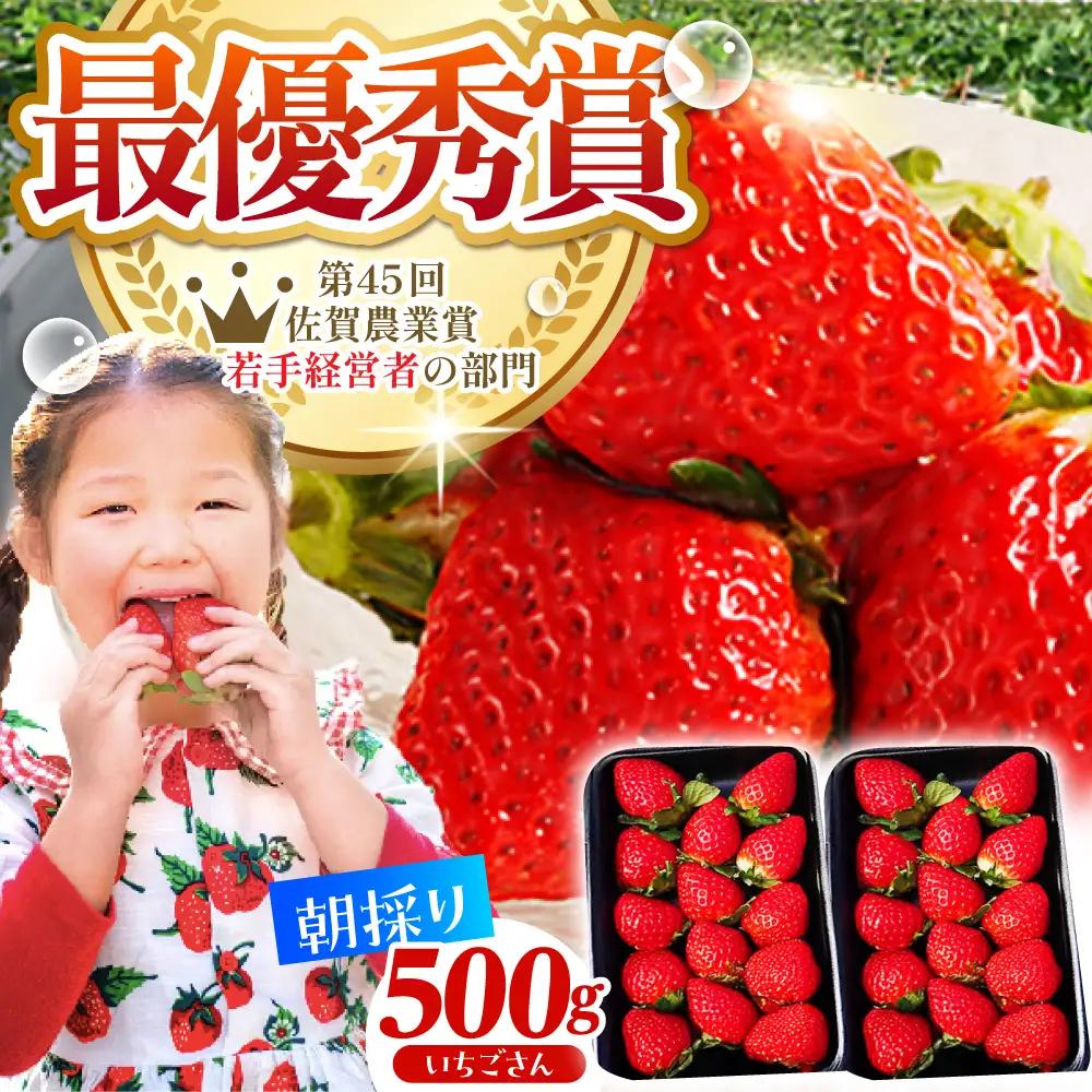 【先行予約】【2?4月発送】朝摘みいちご（いちごさん）500g（250g×2パック） [HAF021]くだもの 果物 フルーツ