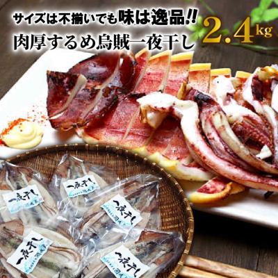 ふるさと納税 国東市 サイズは不揃いでも味は逸品!肉厚するめ烏賊一夜干し2.4kg_1904R