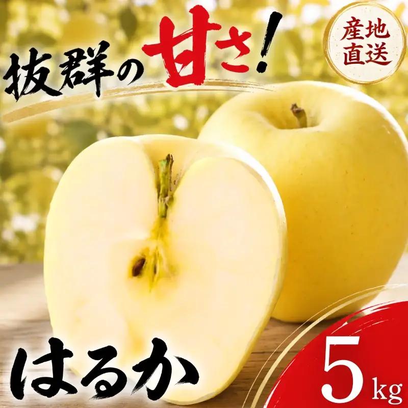 【期間限定】 りんご はるか 5kg 12月上旬~発送 訳あり 先行予約 ふじむら農園 fujimura008