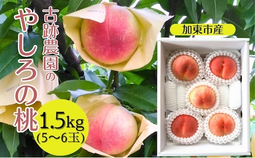 
										
										桃 加東市産 古跡農園の『 やしろの桃 』1.5kg（5～6玉）[ もも モモ 果物 フルーツ ]
									