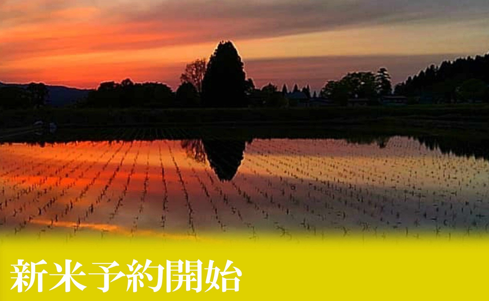 【令和8年産　新米予約】定期便12ヶ月：無洗米2kg●南魚沼しおざわ産コシヒカリ【定期便 銘柄米 ブランド米 精米 こしひかり コシヒカリ 魚沼産 新潟米 お米 米 こめ コメ】【2026年10月上旬