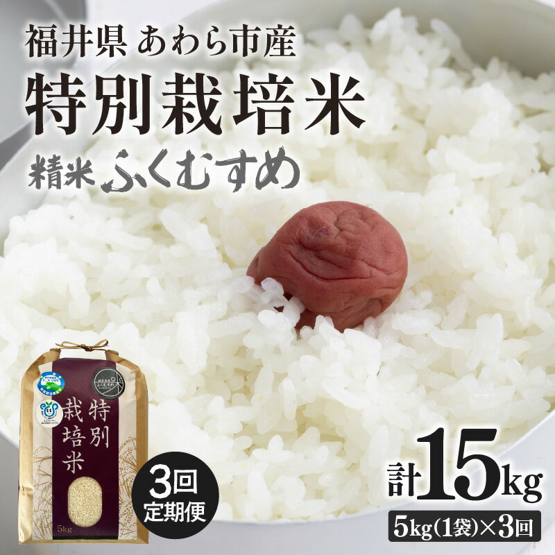 【ふるさと納税】【令和7年産】定期便 ≪3ヶ月連続お届け≫ 化学肥料不使用 特別栽培米 ふくむすめ 精米 5kg × 3回（合計15kg） / 白米 米 福井県あわら市産 美味しい 特別栽培米 減農薬 安心な米 旨味 甘み もっちり 冷蔵保管米 特栽米