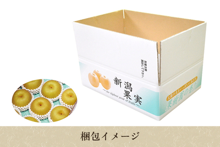 【贈答用】新潟県産和梨 新興 約5㎏（6〜14玉） 《10月中旬から順次発送》梨 なし ナシ 新興 しんこう 果物 果樹 フルーツ 樹上完熟 加茂果樹専門家集団 加茂市 想樹