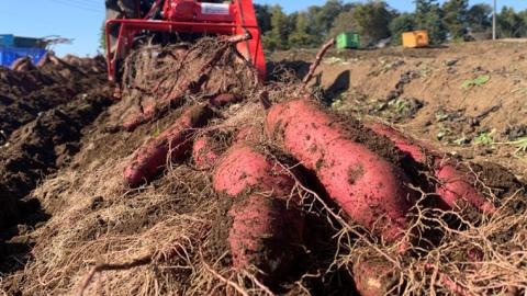 【 先行予約 2024年10月下旬以降発送 】訳あり 茨城 八千代町産 さつまいも 紅はるか 土付き 無選別 生芋 約 10kg 農家直送 熟成 べにはるか イモ  [AX034ya]