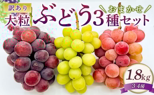 訳あり 大粒 ぶどう 3種 セット 3～4房 計約1.8kg シャインマスカット・ピオーネ等 おまかせ 【2025年10月上旬～12月上旬発送予定】 ／  マスカット ピオーネ 葡萄 ブドウ 種無し 種なし
