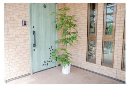 【プロが選ぶ観葉植物オリジナル曲りシリーズ10号】エバフレッシュ曲り　【11246-0225】