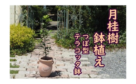 苗木 月桂樹 鉢植え つぼ小 植物 ガーデン 苗木