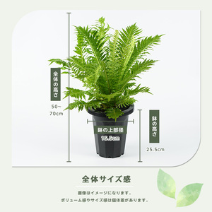 2026年4月上旬～発送【観葉植物】ブレクナム・シルバーレディー 50cm～70cm  (JAいぶすき/014-2061)  植物 グリーン シダ おしゃれ インテリア 室内 インテリアグリーン ※北