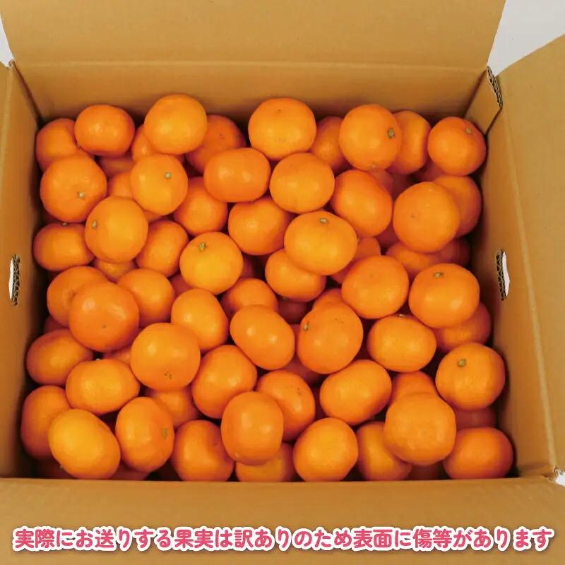 訳あり 完熟 プチ みかん 早生みかん 10kg 杉本屋 B018-143018