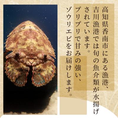 ふるさと納税 香南市 【先行受付】活 ゾウリエビ 計250g(1尾〜2尾) 海老 eb-0053 |  | 01