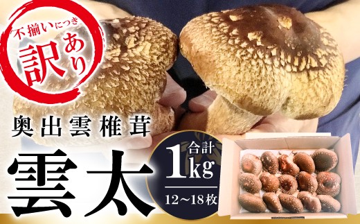 
                  【訳あり】奥出雲椎茸「雲太」1kg【椎茸 ジャンボ椎茸 生しいたけ しいたけ 生椎茸 シイタケ 訳あり 不揃い 雲太 12枚 15枚 18枚 肉厚 収穫直後 新鮮 菌床栽培 国産 きのこ キノコ 野菜 料理 食品 サイズ不揃い】
                
