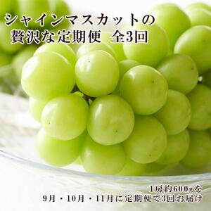 ぶどう 2026年 先行予約 9月・10月・11月発送 シャイン マスカット 晴王 1房 約600g×3回 ブドウ 葡萄  岡山県産 国産 フルーツ 果物 ギフト