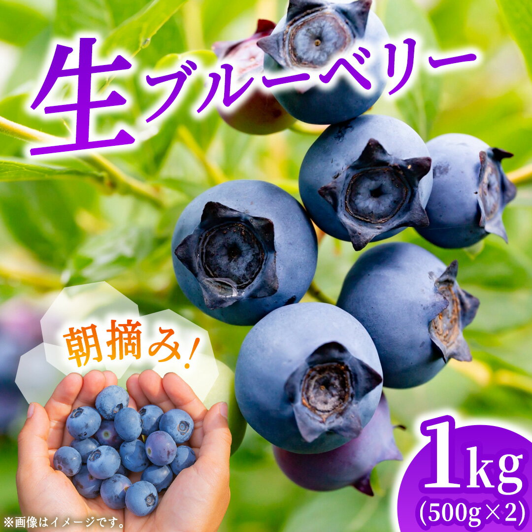 【ふるさと納税】朝摘み 生 ブルーベリー 1kg (500g×2) 国産 期間限定 数量限定 冷蔵 果物 ぶるーべりー ベリー フルーツ 果物 くだもの ヨーグルト 新鮮 産地直送 おすすめ 甘い 茨城県 城里町 そよ風の丘 城里ブリーベリーガーデン