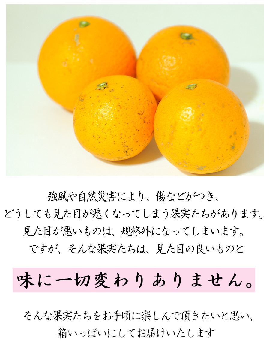 清見オレンジ 約5kg 大小混合 《ご家庭用》 ちょっと訳あり 和歌山県産 農園直送 まごころ産直みかん 【北海道・沖縄県・一部離島 配送不可】 ［Mg65］