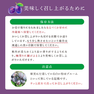 【 先行受付 】プルーン ジョーク 1kg 生 フルーツ 果物 旬のフルーツ 旬の果物 くだもの 北海道 芦別市