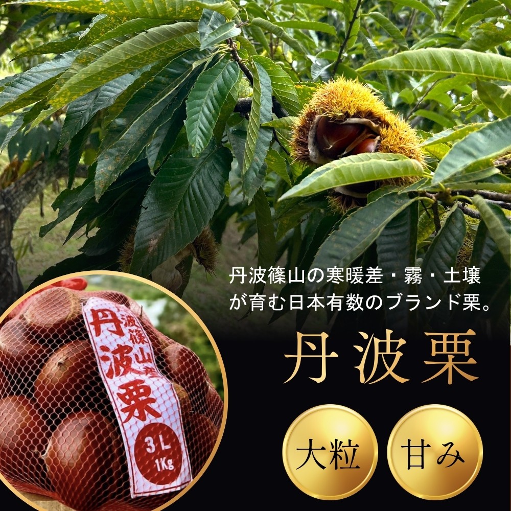 〈品評会受賞〉丹波栗 選べる 〈4L 3L 2L L お試し混載 熟成栗〉 【低温追熟】