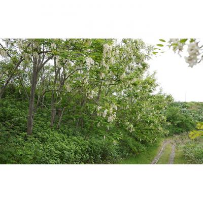 ふるさと納税 幕別町 アカシア蜂蜜500g×6[53691109] |  | 02