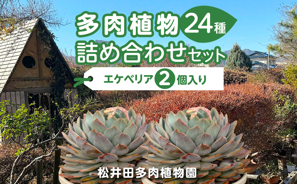 
            多肉植物24種詰め合わせセット ANAG001
          