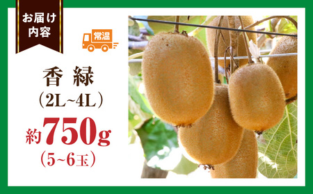 キウイ　美しい緑が鮮やかな　香緑 約750g | 果物 フルーツ 香緑 こうりょく キウイ グリーン フレッシュ ジューシー 香り 爽やか 旬の果物 人気 おすすめ 贈答 贈り物 青果物 糖度 香川県
