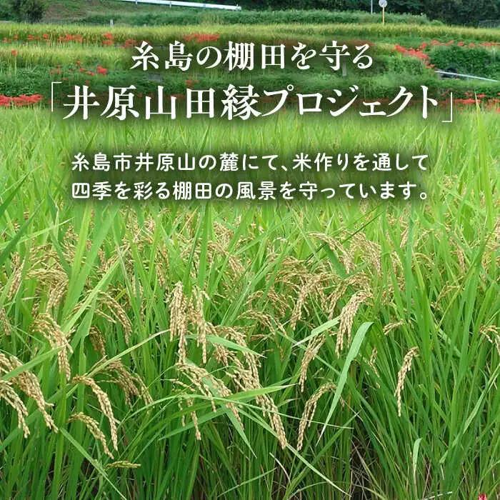 【先行受付中】 田縁米（でんえんまい）・天日（てんじつ）玄米 2kg 【2026年12月上旬順次発送】 糸島市 / NPO法人田縁プロジェクト [ATM002] 米 お米