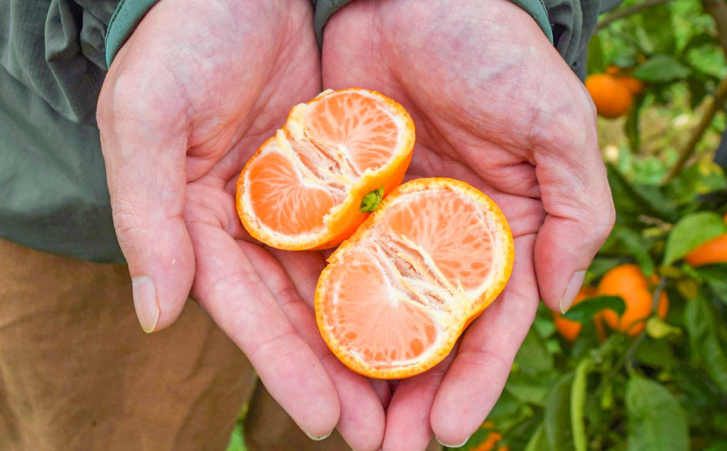 熊本県産みかん BUSAIKU MIKAN 3kg