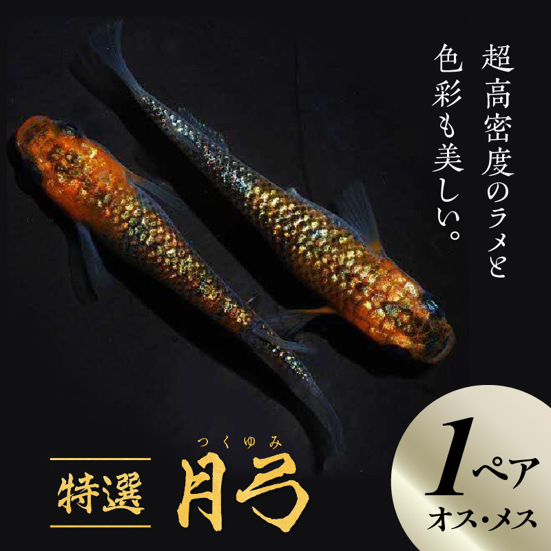 
            138-5　舞めだか生産 特選 「月弓」 オス メス セット 1ペア 2匹 超高密度 ラメ めだか 美しい色彩 奇麗な品種 黒 人気 月の神様 命名 日本神話 飼育 生体 観賞魚 成魚 メダカ
          