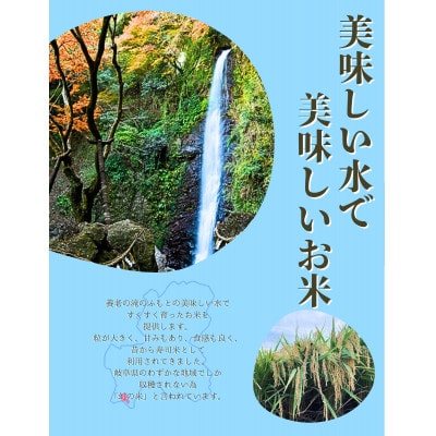 令和7年産　岐阜ハツシモSL　白米　30kg