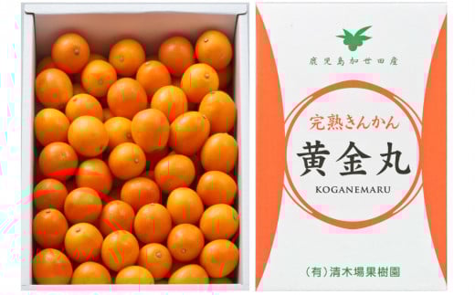 
◆2月～3月末発送◆【鹿児島県南さつま市産】完熟金柑 黄金丸 約2kg（L～2L) きんかん 柑橘 旬 フルーツ 果物 常温 南さつま市
