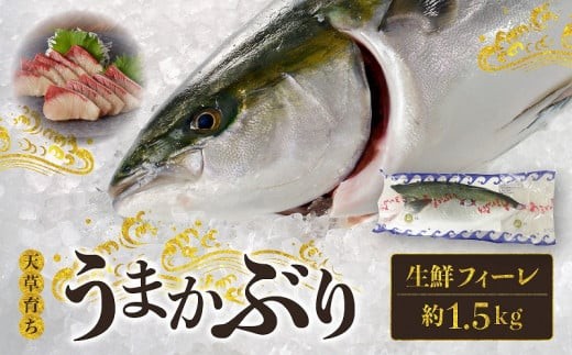 S137-004_【先行受付 天草育ち】活じめ！うまかぶり生鮮フィーレ 約1.5kg（真空パックでお届け）