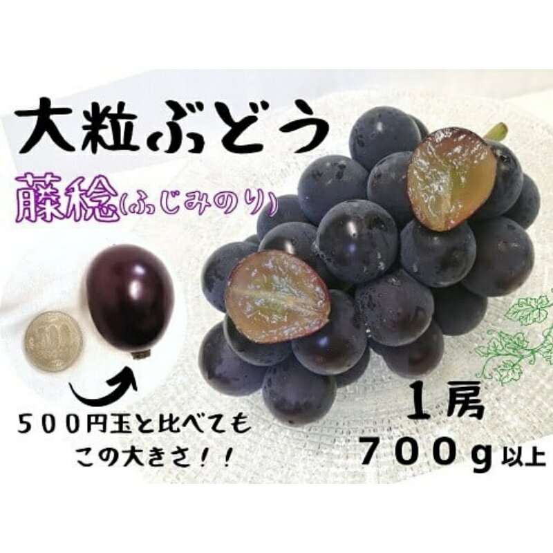 【ふるさと納税】【厳選品】大粒希少品種　藤稔1房700g以上!　【配送不可地域：離島】【1492419】