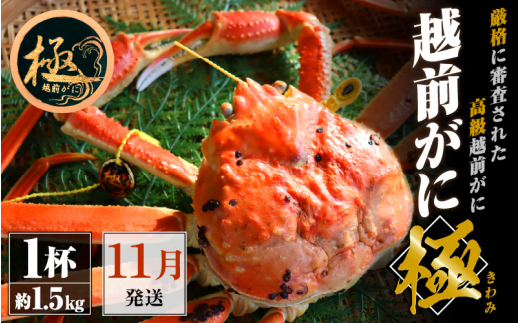 越前がに本場の越前町からお届け！越前がに極 浜茹で × 1杯（生で約1.5kg）極タグ付き！正真正銘の越前がに極！【かに カニ 蟹】【福井県 越前町 雄 ズワイガニ ボイル 冷蔵 越前ガニ 越前かに 越前カニ ずわいがに ずわい蟹 かに カニ 蟹】【11月発送分】希望日指定可 備考欄に希望日をご記入ください [e22-x009_11]