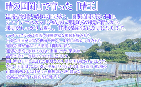 2025年予約受付中 シャインマスカット晴王 7月～8月出荷 1房 約700g  人気 岡山県産 種無し 皮ごと食べる みずみずしい  フレッシュ 晴れの国 おかやま 果物大国 ハレノフルーツ