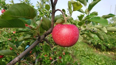 【スターファーム】こだわり栽培の 紅ロマン 厳選品 3kg 岩手県奥州市産りんご 産地直送 離島配送不可 [AY001]