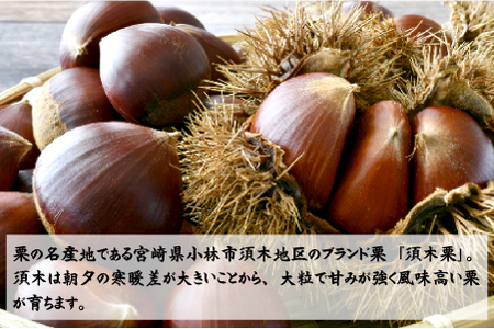 【期間・数量限定】ブランド栗「須木栗」3Lサイズ 2kg程度（生栗 マロン 栗 果物 フルーツ 限定 秋 旬）