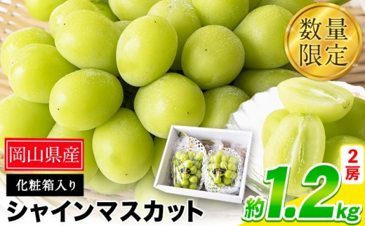 秀品 シャインマスカット 岡山 秋旬 数量限定 大粒 1.2kg 2房 産地直送 葡萄 果物 秀品 スイーツ フルーツ デザート 岡山県 笠岡市 簡易包装 《9月上旬-11月上旬頃出荷》