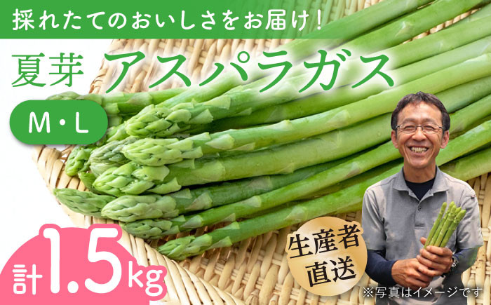 
【農家直送】夏芽アスパラガス 1.5kg（M・L混合）アスパラガス アスパラ 野菜 新鮮 夏野菜 東彼杵町 / 前平農園 [BCG003]
