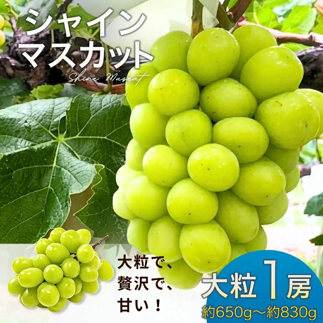 【2026年先行予約】シャインマスカット 大粒(約650g~約830g×1房) | シャインマスカット