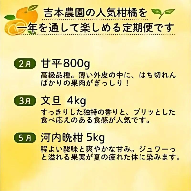 旬の柑橘定期便 年5回 柑橘 吉本農園 甘平 文旦 河内晩柑 愛媛みかん 宝紅まどんな