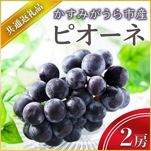 【2024年9月より順次発送予定】ピオーネ　2房(県内共通返礼品:かすみがうら市産)【配送不可地域：離島・沖縄県】【1401734】